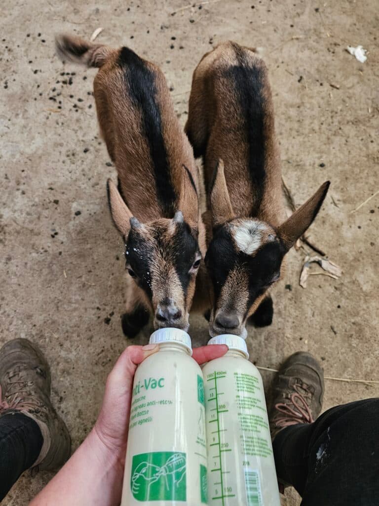 Ferme Pédagogique Solidor — photo 1
